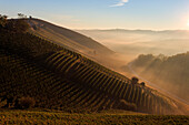 Die Weinberge von Barbaresco und Barolo im Herbst bei Sonnenuntergang, Italien, Piemont, Bezirk Cuneo, Langhe
