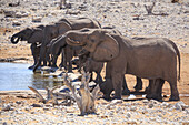 Elephants in Etosha, Namibia, Africa