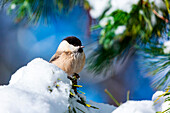 Weidenmeise im Winter, Schweiz, Westeuropa