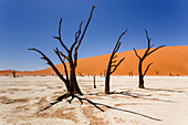 Deadvlei; Sossusvlei; namib naukluft area; Namibia; Southern Africa