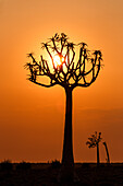 Quiver tree silhouette in the Fish River Canyon; Namibia; Southern Africa