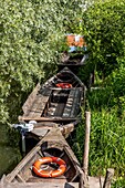 Escute, typical flemish boat of the audomarois marshes, faiseurs de bateaux (boat builders) workshop, saint omer, (62) pas-de-calais, france