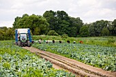 Market farm plantation of summer cauliflower, marshes of saint omer, (62) pas-de-calais, france