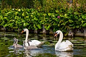 Swans, audomarois marshes, saint omer, (62) pas-de-calais, france