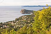 Mimosen vom Hügel von le canadel aus gesehen, Blick auf das Cap negre, le rayol canadel sur mer