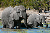 Elephant (Loxodonta africana), Savute Channel, Linyanti, Botswana.