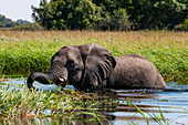 Elefanten (Loxodonta africana), Okavango-Delta, Botsuana