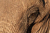 Elefant (Loxodonta africana), Abu Camp, Okavango-Delta, Botsuana