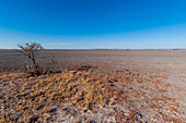Deception Valley, Zentral Kalahari Wildschutzgebiet, Botsuana.