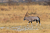 Gemsbok, Oryx gazella, Nxai Pan, Botswana