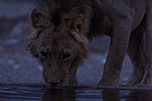 A male lion, Panthera leo, drinking at an artificial watehole, Kalahari, Botswana