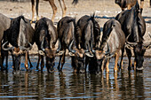 Blue wildebeest, Connochaetes taurinus, drinking, Kalahari, Botswana