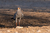 A pale chanting-goshawk, Melierax canorus