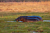 Ein erwachsenes und ein subadultes Flusspferd, Hippopotamus amphibius, im Okavango-Delta