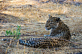 Leopard, Panthera pardus, Okavango-Delta, Botsuana