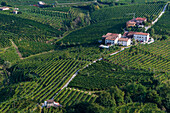 Valdobbiadene, Veneto, Italy.