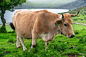 Cows in the Peaks of Europe Picos de Europa National Park. A glacial Enol Lake Ercina. Asturias, Spain, Europe