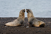 Zwei antarktische Pelzrobben, Arctocephalus gazella, am schwarzen vulkanischen Strand von Deception Island, Antarktis. Antarktis.