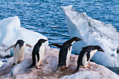 Adeliepinguine (Pygoscelis adeliae) auf einem Eisblock, Paulet-Insel, Weddell-Meer, Antarktis.