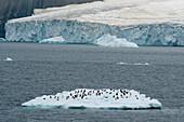 Adelie penguins (Pygoscelis adeliae) on iceberg, Antarctic Sound, Antarctica.