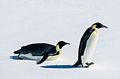 Kaiserpinguin-Paar (Aptenodytes forsteri) auf dem Meereis, Larsen B-Schelfeis, Weddellmeer, Antarktis.