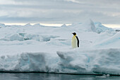 Emperor penguin (Aptenodytes forsteri) on iceberg, Larsen C ice shelf, Weddell Sea, Antarctica.