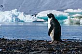 An Adelie penguin (Pygoscelis adeliae) on a beach, Devil Island, Weddell Sea, Antarctica.