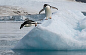 Adelie penguins (Pygoscelis adeliae) jumping from iceberg, Croft Bay, James Ross Island, Weddell Sea, Antarctica.