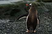 Gentoo penguin (Pygoscelis papua), Half Moon Island, South Shetland Island, Antarctica.