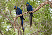 Two Hyacinth macaws, Anodorhynchus hyacinthinus, perching on a branch. Mato Grosso Do Sul State, Brazil.
