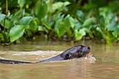 A Giant river otter, Pteronura brasiliensis, swimming in river. Mato Grosso Do Sul State, Brazil.