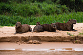 Eine Gruppe von Wasserschweinen, Hydrochaeris hydrochaeris, ruht am Flussufer. Bundesstaat Mato Grosso Do Sul, Brasilien.