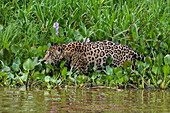 A Jaguar, Panthera onca, walking along Cuiaba River. Mato Grosso Do Sul State, Brazil.