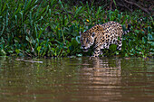 Ein Jaguar, Panthera onca, beim Spaziergang entlang des Cuiaba-Flusses. Bundesstaat Mato Grosso Do Sul, Brasilien.