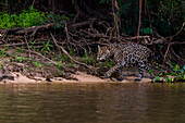Ein Jaguar, Panthera onca, spaziert entlang des Cuiaba-Flusses. Bundesstaat Mato Grosso Do Sul, Brasilien.