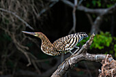 A Refuscent tiger-heron, Tigrisoma lineatum, perching on the branch of a tree. Mato Grosso Do Sul State, Brazil.