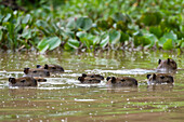 Eine Gruppe von Wasserschweinen, Hydrochaeris hydrochaeris, schwimmt im Cuiaba-Fluss. Bundesstaat Mato Grosso Do Sul, Brasilien.