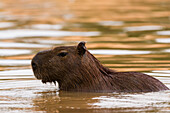 A Capybara, Hydrochaeris hydrochaeris, in the Cuiaba River. Mato Grosso Do Sul State, Brazil.