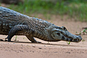 Ein Yacare-Kaiman, Caiman crocodylus yacare, bei einer Wanderung entlang des Cuiaba-Flusses. Bundesstaat Mato Grosso Do Sul, Brasilien.