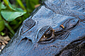 Ein Yacare-Kaiman, Caiman Crocodylus Yacare, mit einer Honigbiene auf seinem Kopf. Bundesstaat Mato Grosso Do Sul, Brasilien.