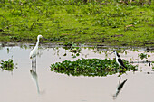 Snowy egret (Egretta thula), Pantanal, Mato Grosso, Brazil.