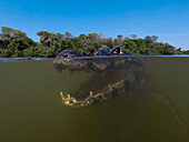 Close up underwater portrait of a jacare caiman, Caiman yacare, in the Rio Claro. Rio Claro, Pantanal, Mato Grosso, Brazil