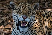 Portrait of a jaguar, Panthera onca, looking at the camera and snarling. Pantanal, Mato Grosso, Brazil