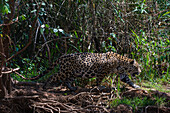 Jaguar (Panthera onca), Pantanal, Mato Grosso, Brazil.