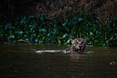 A jaguar, Panthera onca, in the river. Pantanal, Mato Grosso, Brazil