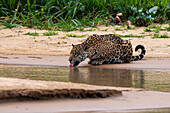 A jaguar, Panthera onca, drinking. Pantanal, Mato Grosso, Brazil