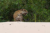 Jaguar (Panthera onca), Pantanal, Mato Grosso, Brasilien.