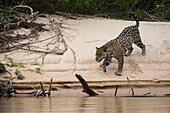 Ein Jaguar (Panthera onca), der auf einem sandigen Flussufer spazieren geht, Pantanal, Mato Grosso, Brasilien.