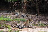 A pair of mating jaguars, Panthera onca, resting on the beach.