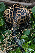 A jaguar, Panthera onca, jumping.